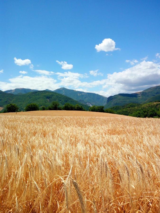 Agriturismo Del Frontino - Lo Studio 阿夸拉尼亚 外观 照片