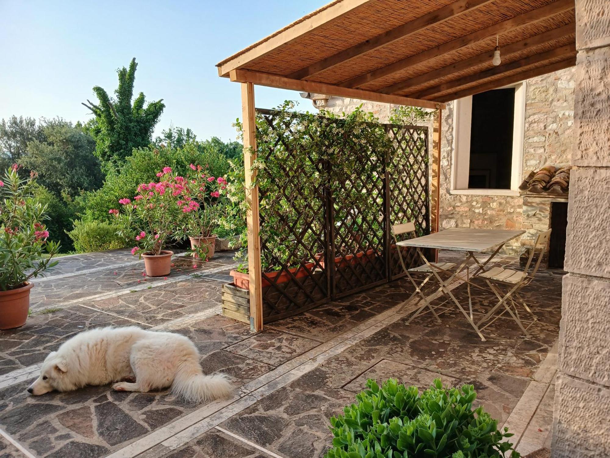 Agriturismo Del Frontino - Lo Studio 阿夸拉尼亚 外观 照片