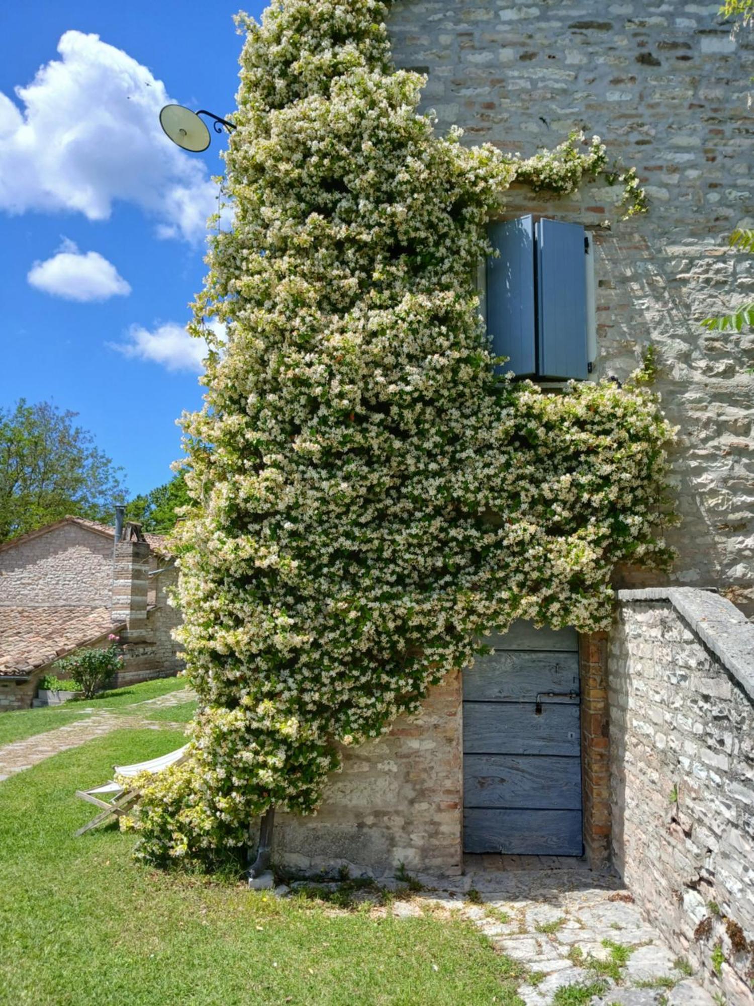 Agriturismo Del Frontino - Lo Studio 阿夸拉尼亚 外观 照片