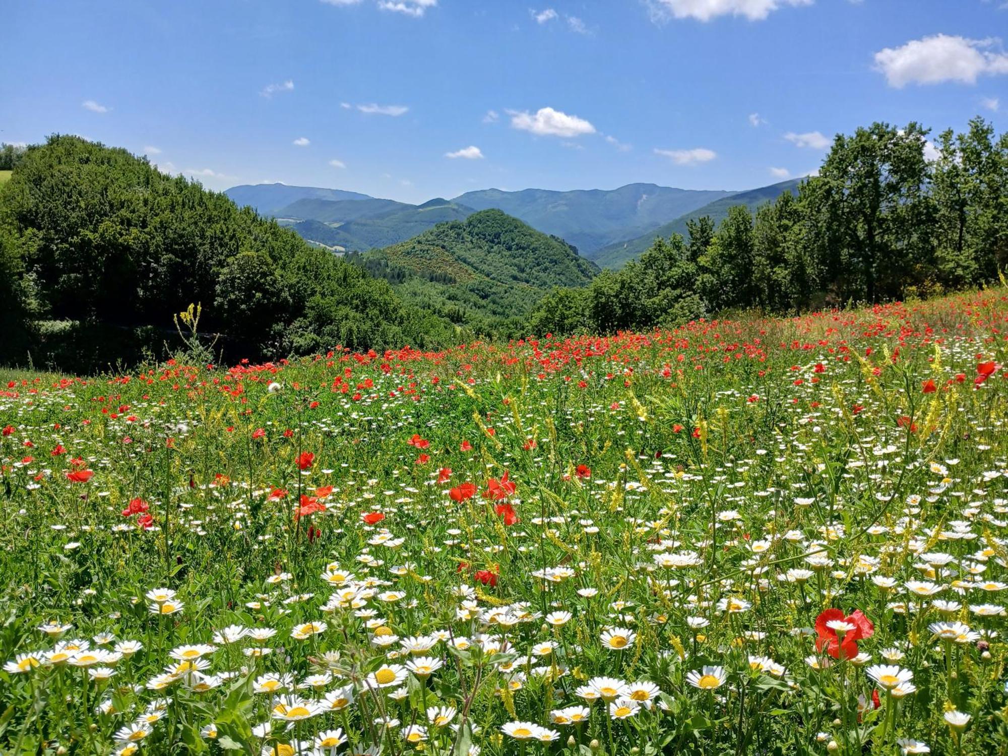 Agriturismo Del Frontino - Lo Studio 阿夸拉尼亚 外观 照片